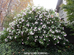 Impatiens sodenii